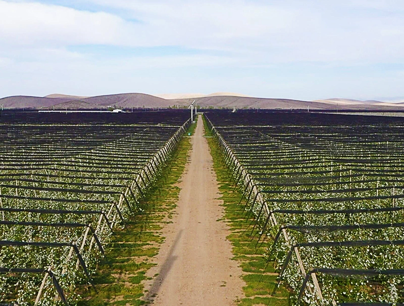 Engin Tarım Akçaşehir Downtown Orchard