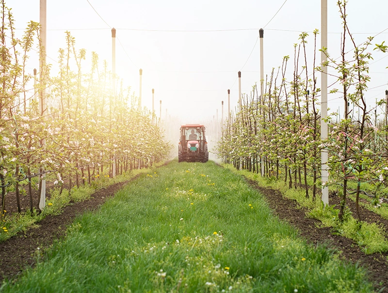 Engin Tarım India Orchard